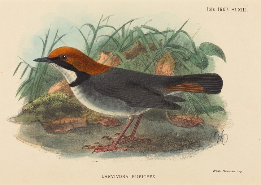 Bird (Larvivora Ruficeps)