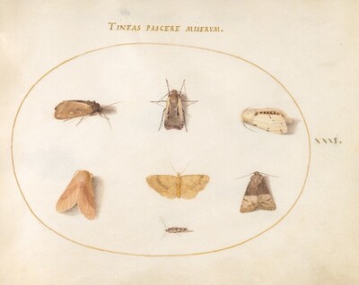 The image depicts six moths and a small insect arranged in a circular formation within an oval frame. The color scheme consists of earth tones such as browns, beiges, and muted yellows with soft shading. The moths vary in color and pattern, with one positioned to the upper left, a darker moth in the top center, and a cream-colored moth with spots to the upper right. In the lower section, there is a moth with pinkish-brown wings on the left, a central moth with golden wings, and a darker moth with lighter patches on the lower right. A small insect is located directly beneath the central moth, near the bottom of the image.
