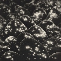 Jardín Botánico de Oaxaca, México (Oaxaca Botanical Garden, Mexico), Graciela Iturbide, and Francisco Toledo, Alejandro de Ávila, 2002