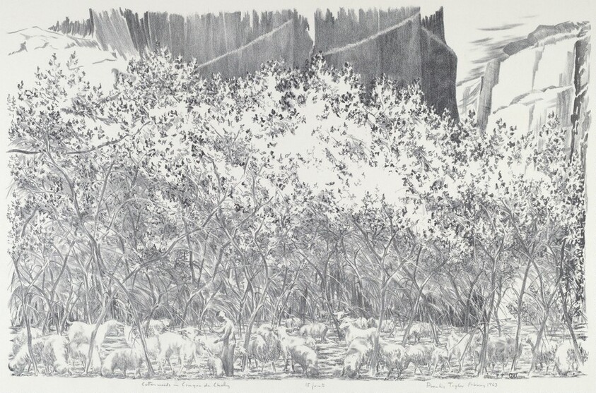 Cottonwoods in Canyon de Chelly