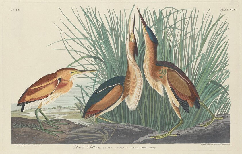 Least Bittern