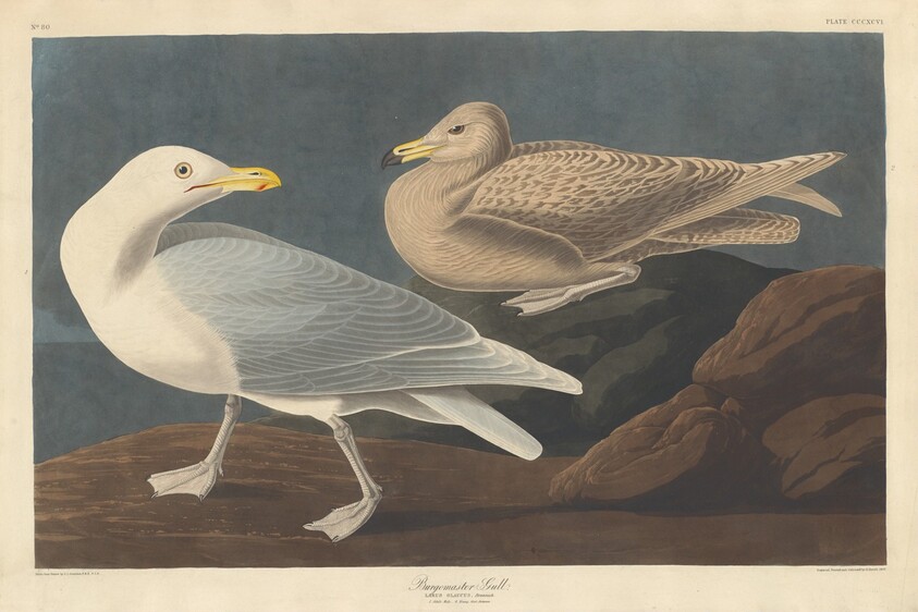 Burgomaster Gull