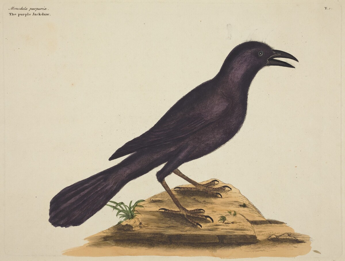 The Purple Jack Daw (Gracula Quiscula)