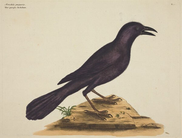 The Purple Jack Daw (Gracula Quiscula)