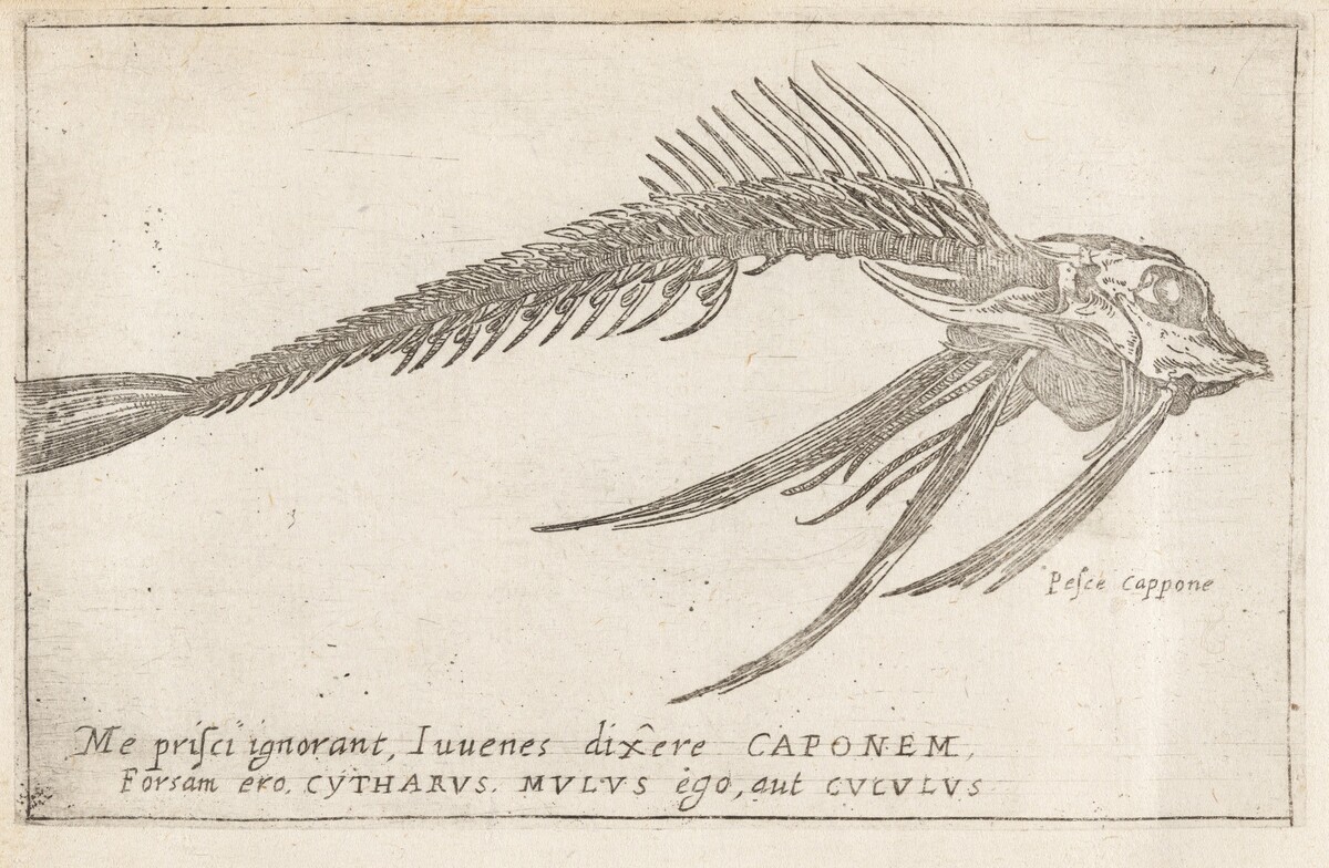 Skeleton of a Gurnard