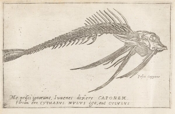 Skeleton of a Gurnard