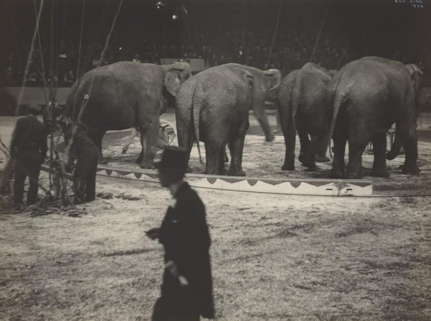 Elephants with Trainer, Circus, New York
