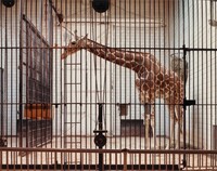 Giraffe, St. Louis Zoological Park, Volker Seding, January 13, 1987