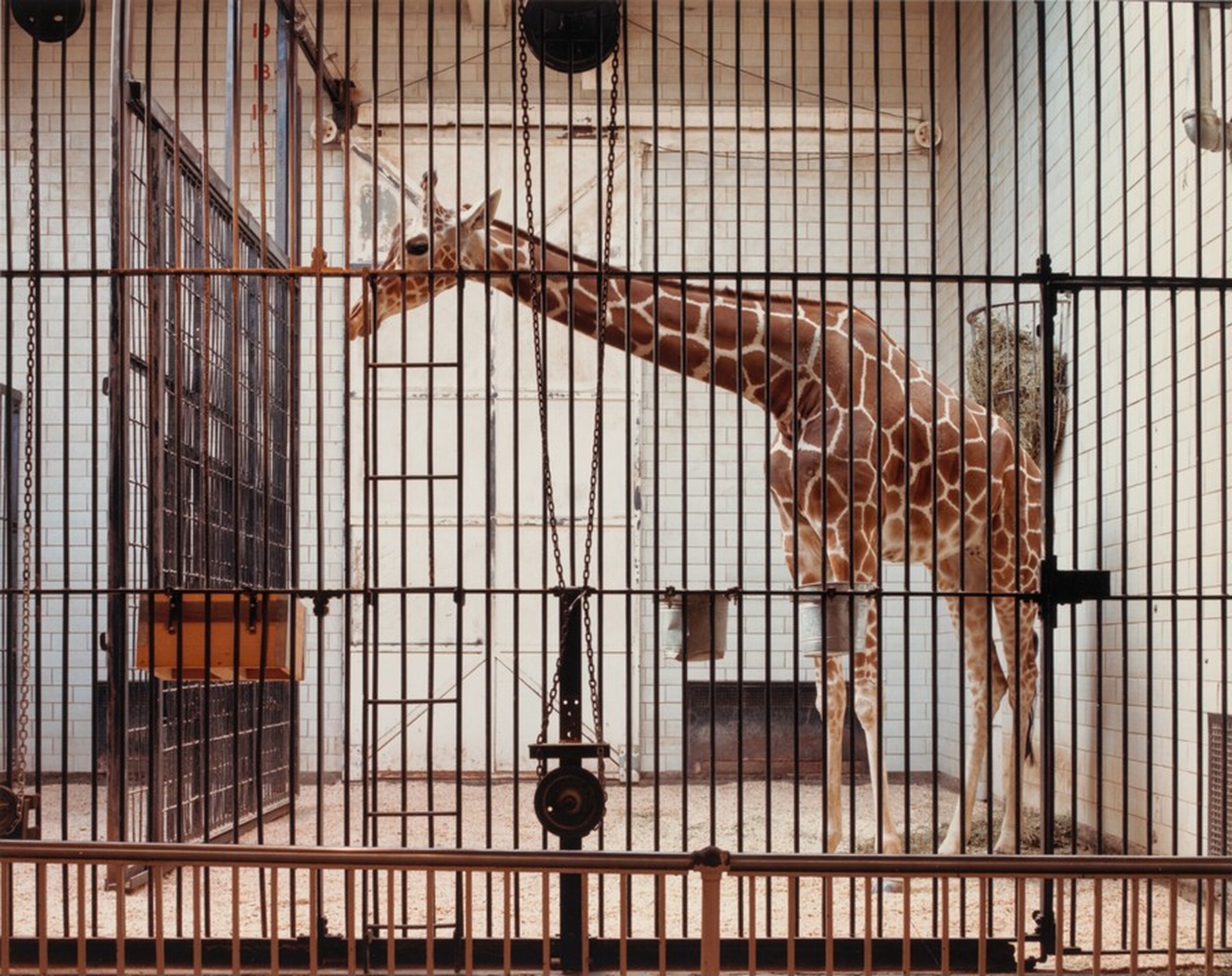 Giraffe, St. Louis Zoological Park, Volker Seding, January 13, 1987