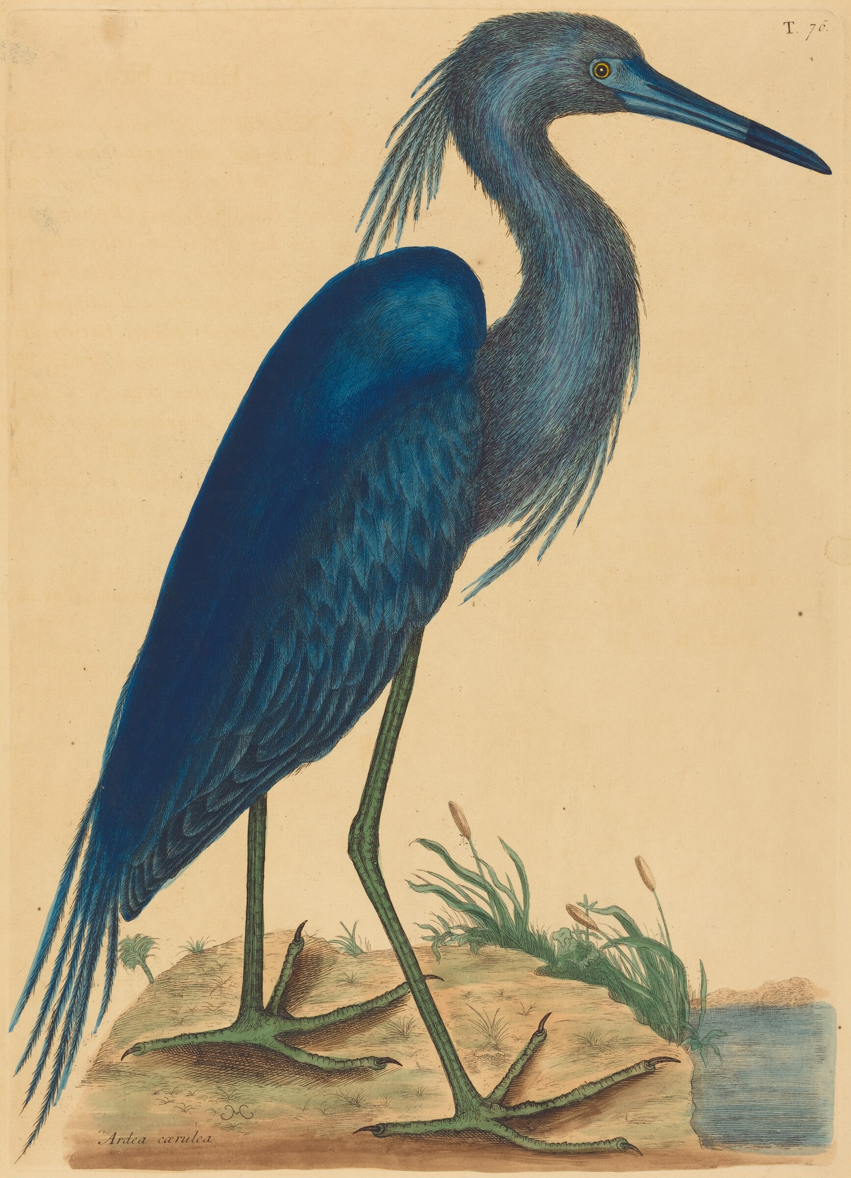 The Blue Heron (Ardea coerulea), Mark Catesby, published 1731-1743