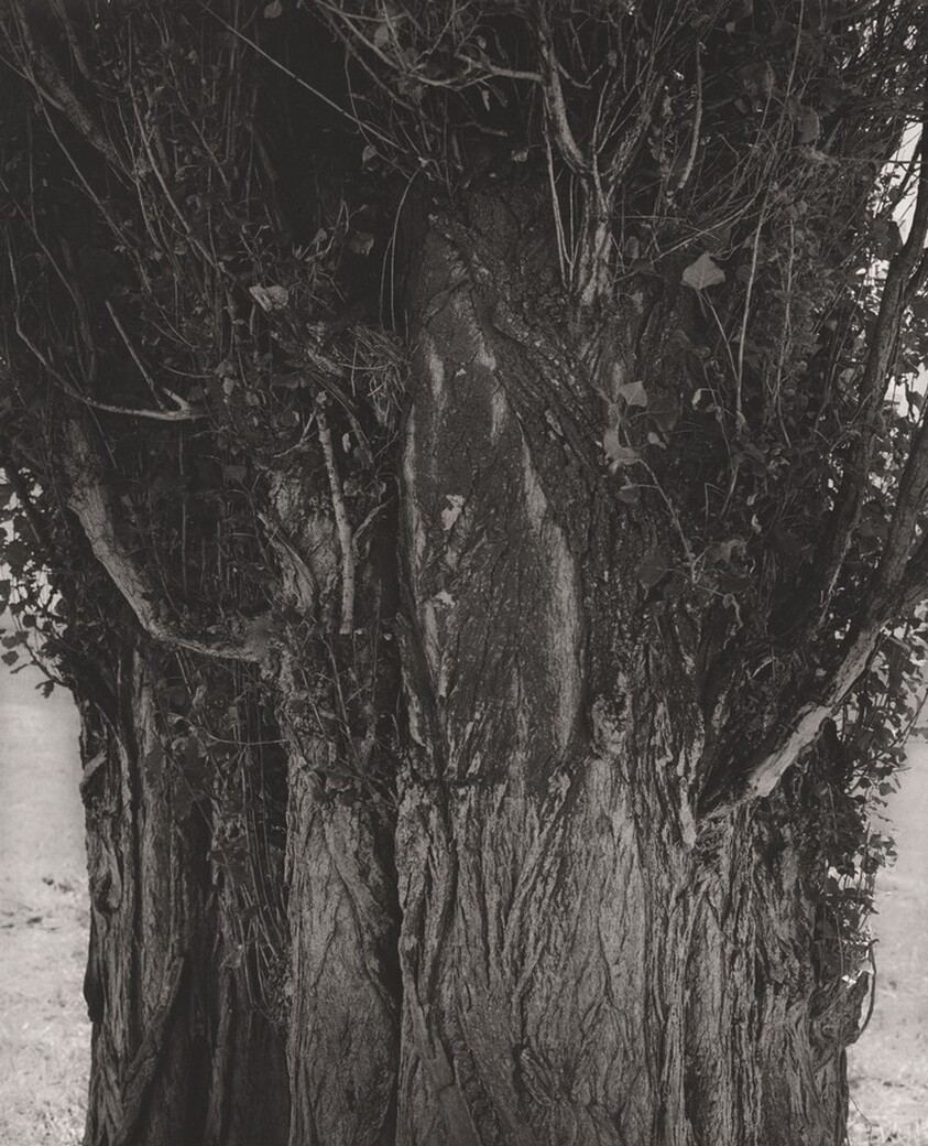 Poplars, Harney County, Oregon