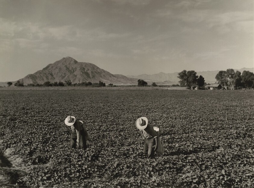 Mt. Signal, Imperial Valley, California