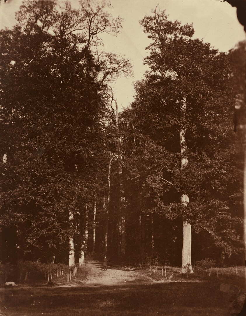 Forest at Saint-Cloud