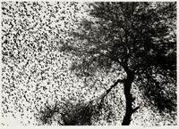 Árbol con pájaros, Guanajuato, México (Tree with Birds, Guanajuato, Mexico), Graciela Iturbide, 1990