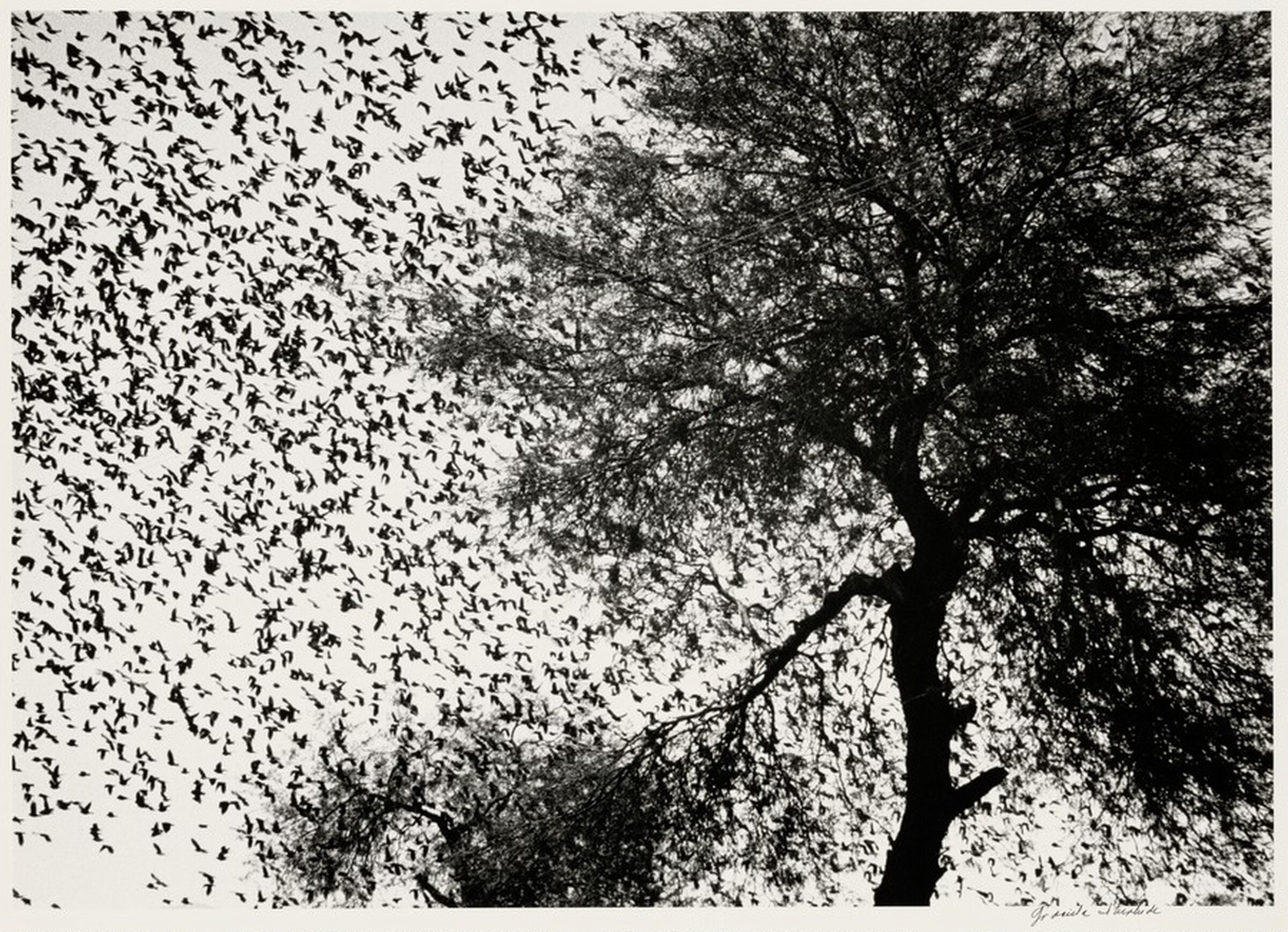 Árbol con pájaros, Guanajuato, México (Tree with Birds, Guanajuato, Mexico), Graciela Iturbide, 1990