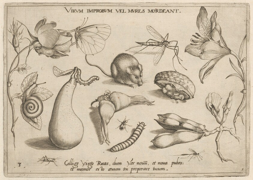 Archetypa studiaque patris Georgii Hoefnagelii [Part 1, Plate 3]