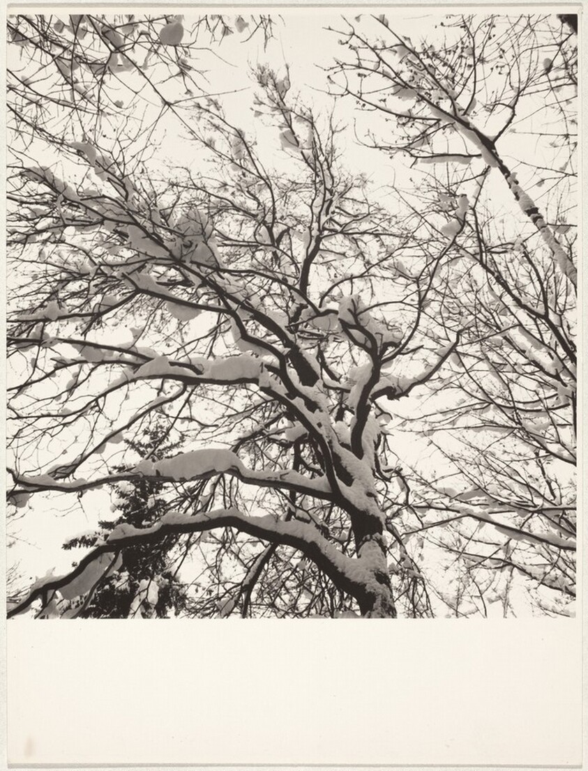 Snow-covered tree--Landscape
