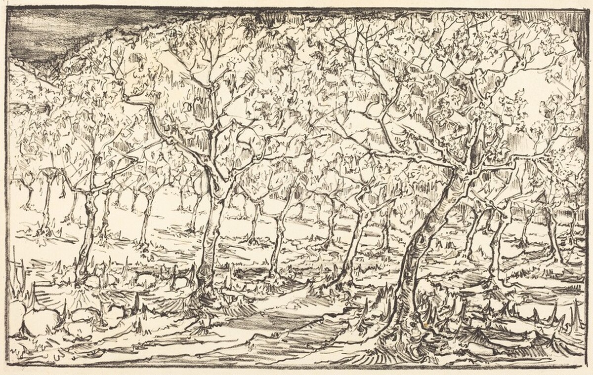Almond Trees in Blossom