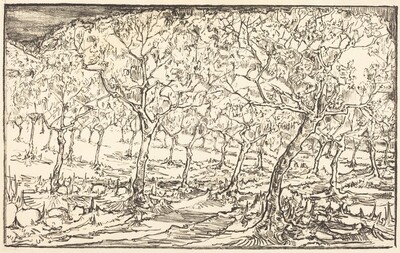 Almond Trees in Blossom