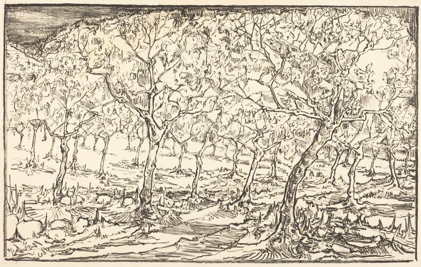 Almond Trees in Blossom