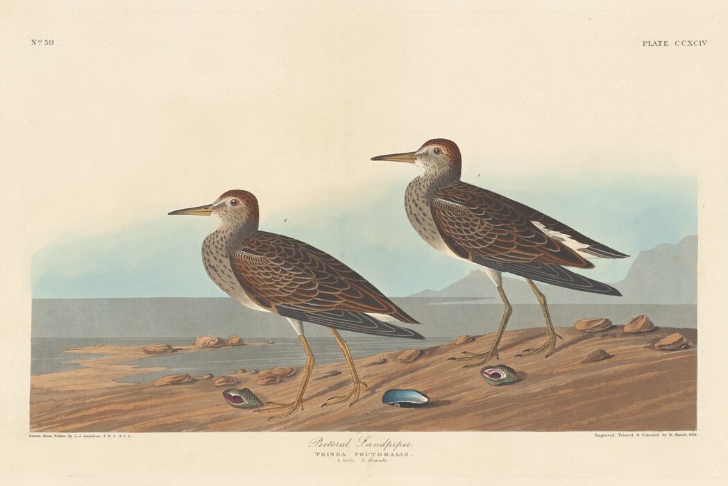 This is a painting of two birds standing on a sandy shore by the water. The painting features two Pectoral Sandpipers with detailed plumage. The birds are depicted with brown and speckled feathers, long yellowish legs, and medium-length beaks. They are standing on a sandy landscape near the edge of a serene water body, with scattered stones and seashells. The background reveals a gradient sky with distant hills or mountains across the water, enhancing the sense of depth and tranquility.