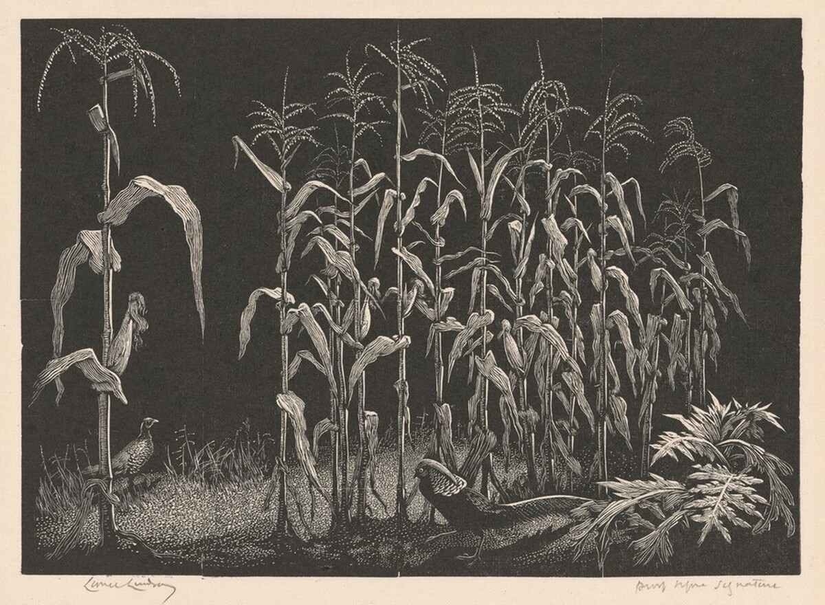 Indian Corn