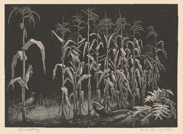 Indian Corn