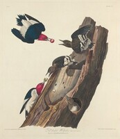 Red-headed Woodpecker, Robert Havell after John James Audubon, 1828