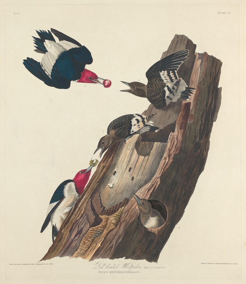 Red-headed Woodpecker