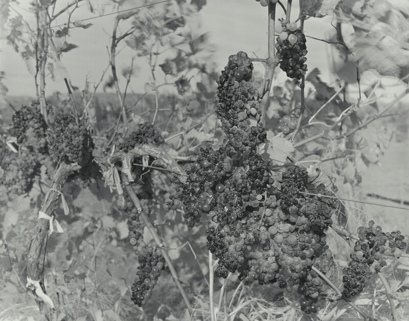 Bunches of grapes, some frosted and some deflated like raisins, blend into vines, branches, and a lighter background of more vines and grasses in this horizontal black and white photograph.