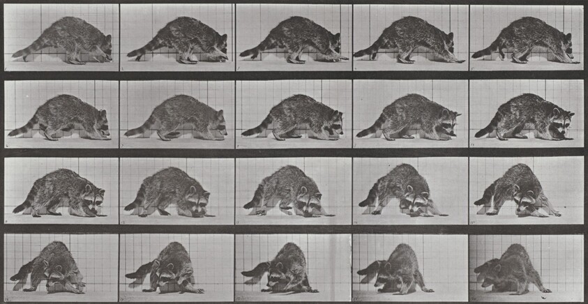 Plate Number 745. Raccoon walking and turning around