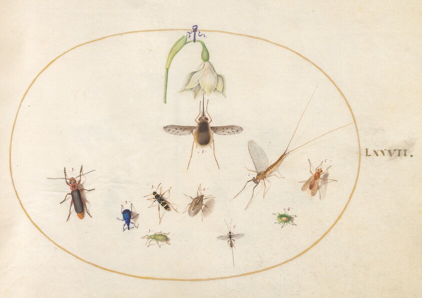 Plate 77: Dotted Bee Fly with a White Flower, a Mayfly,  a Blue Weevil, and Other Insects