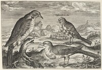Lark and Two Smaller Birds, Adriaen Collaert, c. 1600