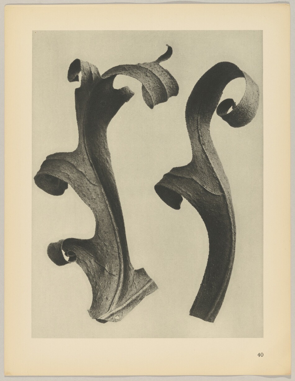 This is a photograph of two curled, leaf-like objects against a neutral background. The objects have rough textures and undulating curves, with shadows and highlights emphasizing their forms.