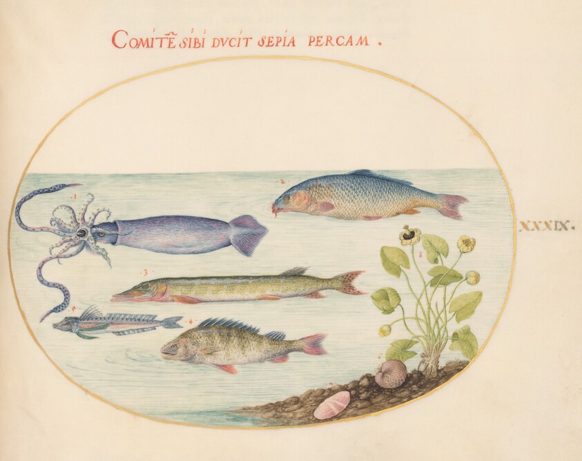 Plate 39: Squid, Gurnard, Pike, and Other Fish