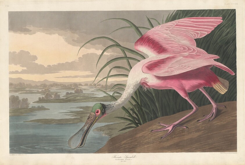 Roseate Spoonbill