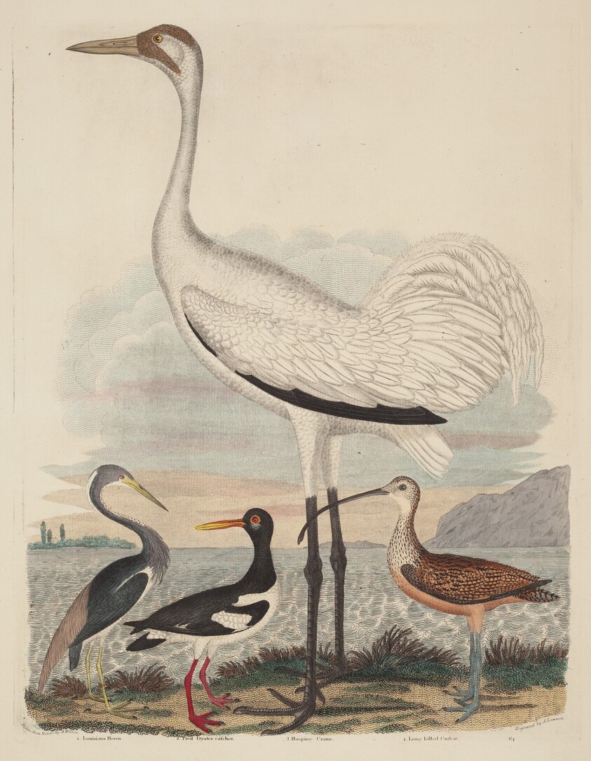 Louisiana Heron, Pied Oyster-catcher, Hooping Crane, and Long-billed Curlew