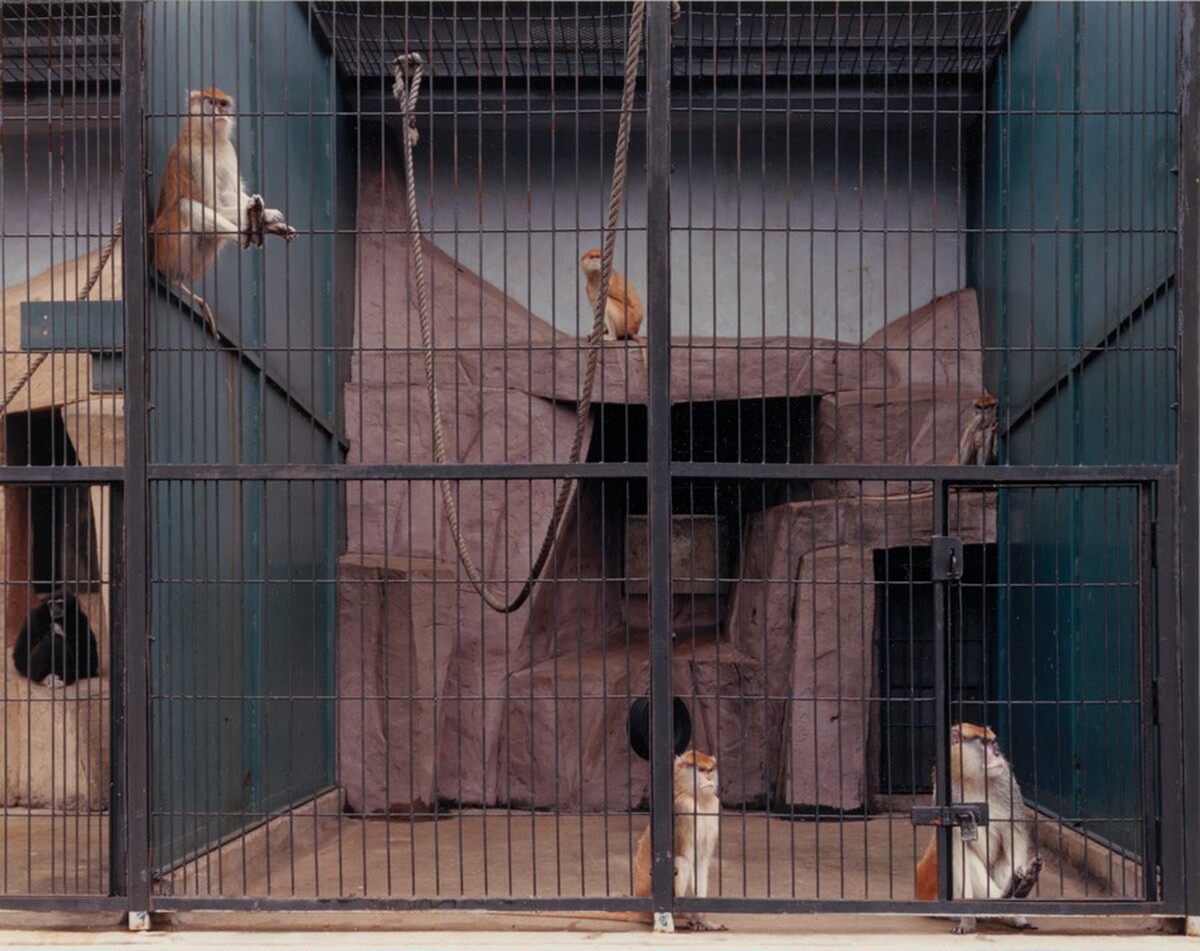 Patas Monkeys, Racine Zoo, Wisconsin