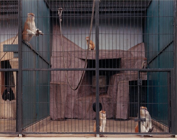 Patas Monkeys, Racine Zoo, Wisconsin