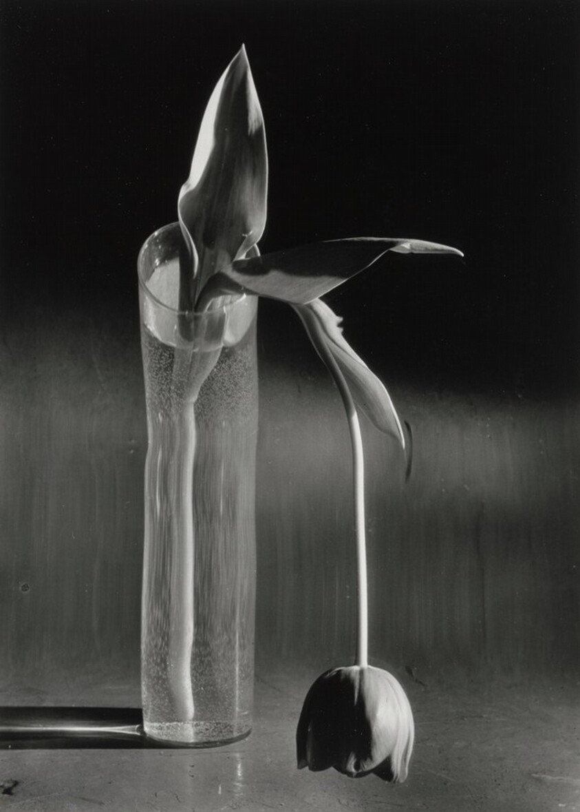 Melancholic Tulip, New York