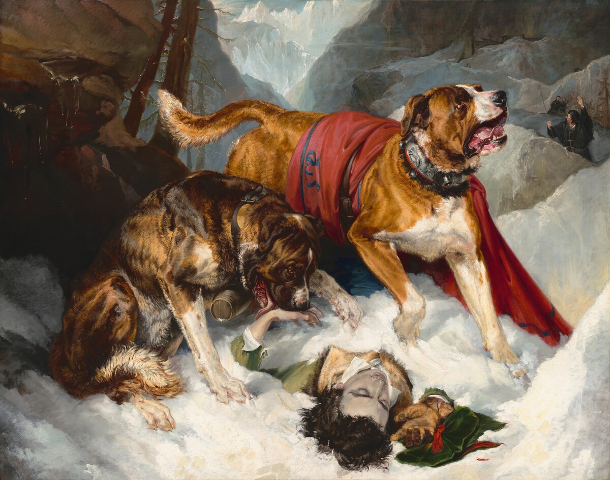 Alpine Mastiffs Reanimating a Distressed Traveler
