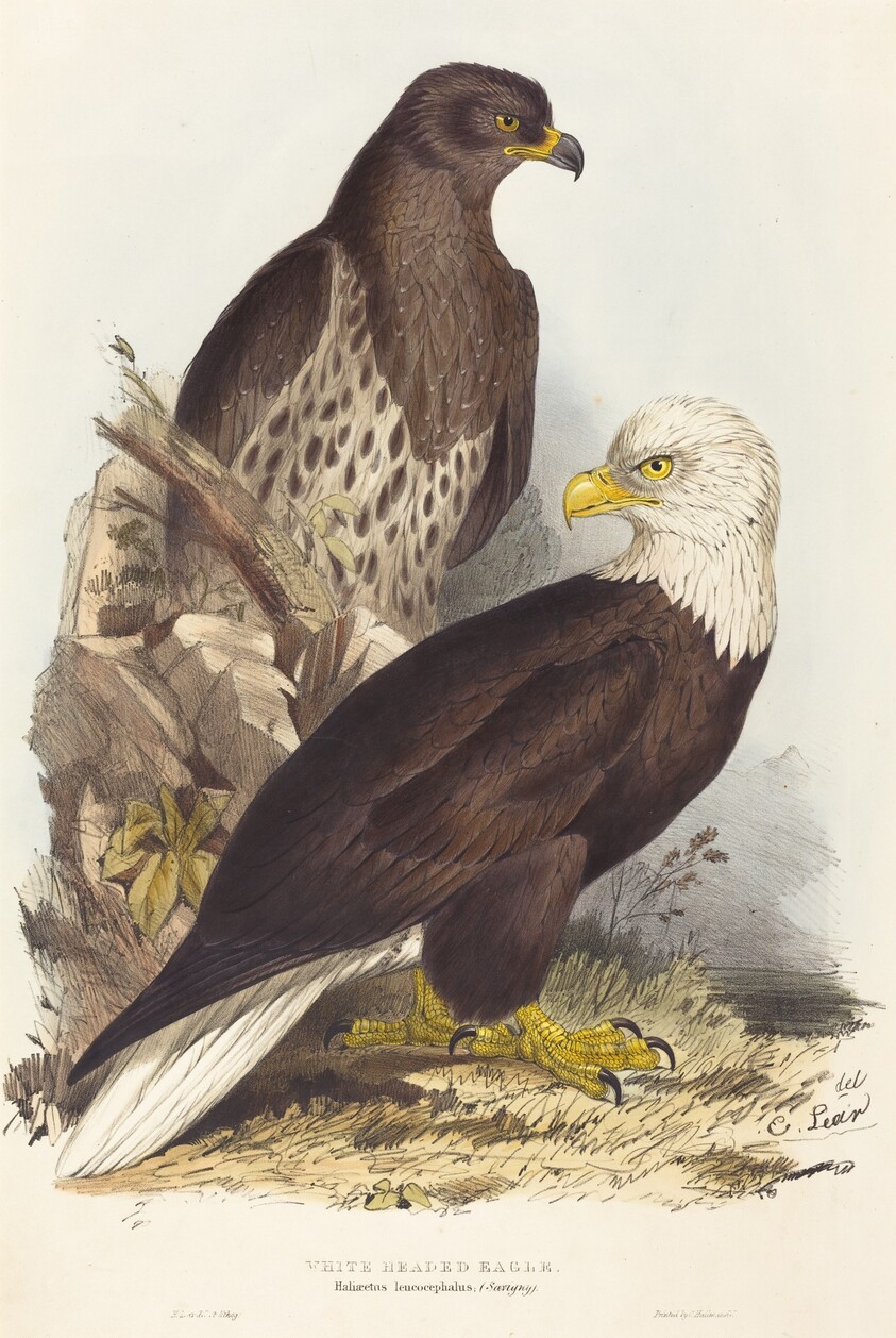 White Headed Eagle (Haliaetus leucocephalus)