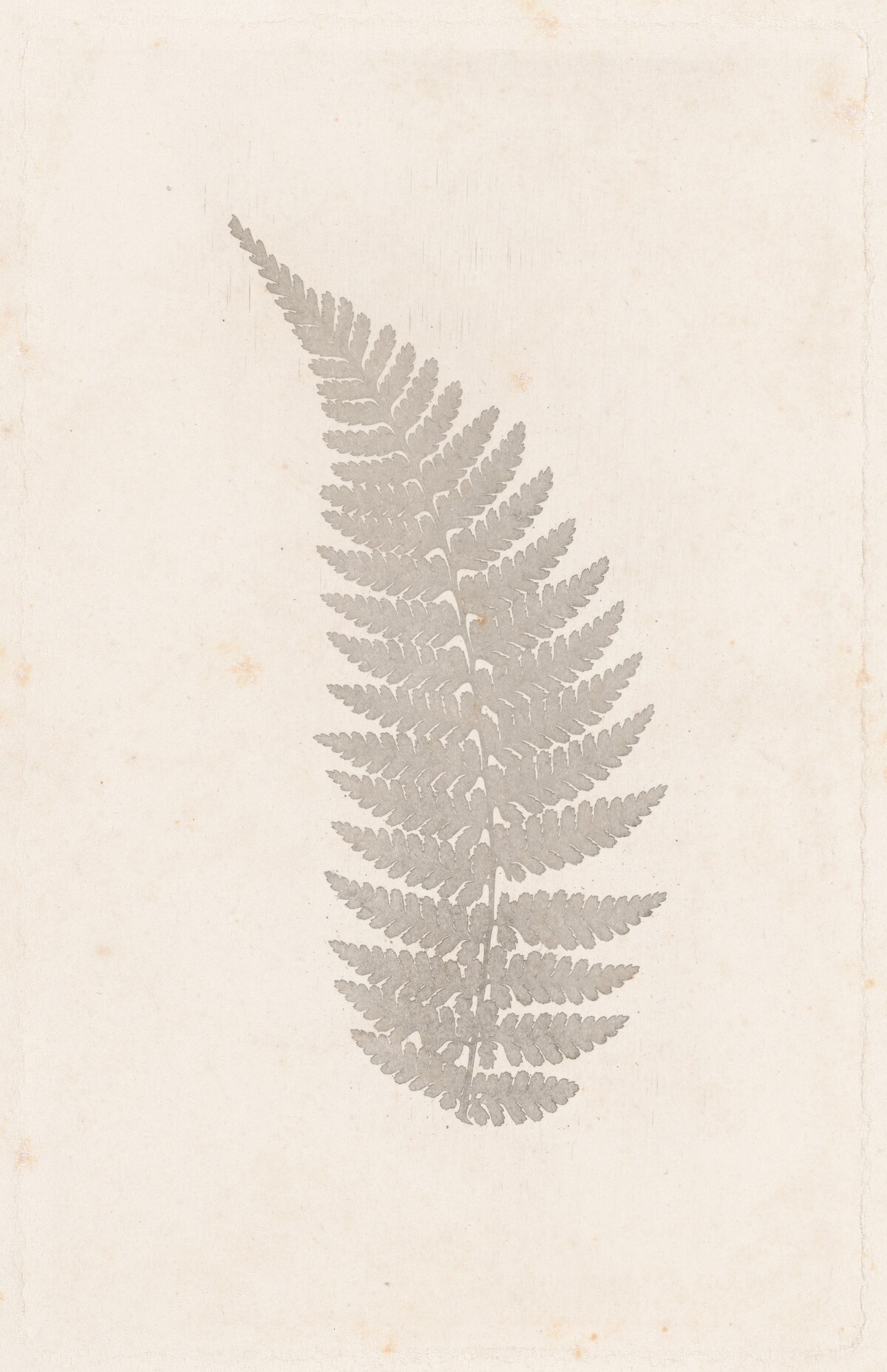 Fern