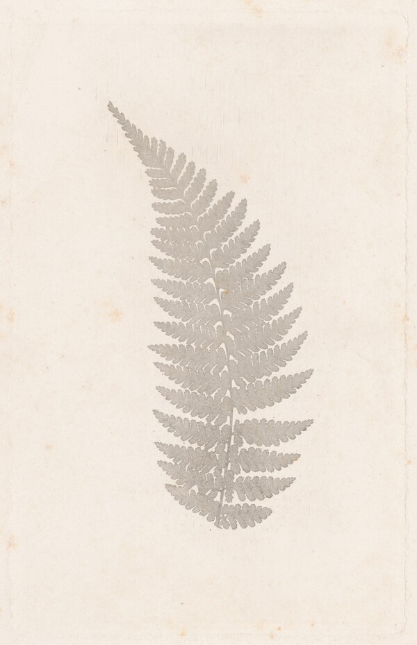 Fern
