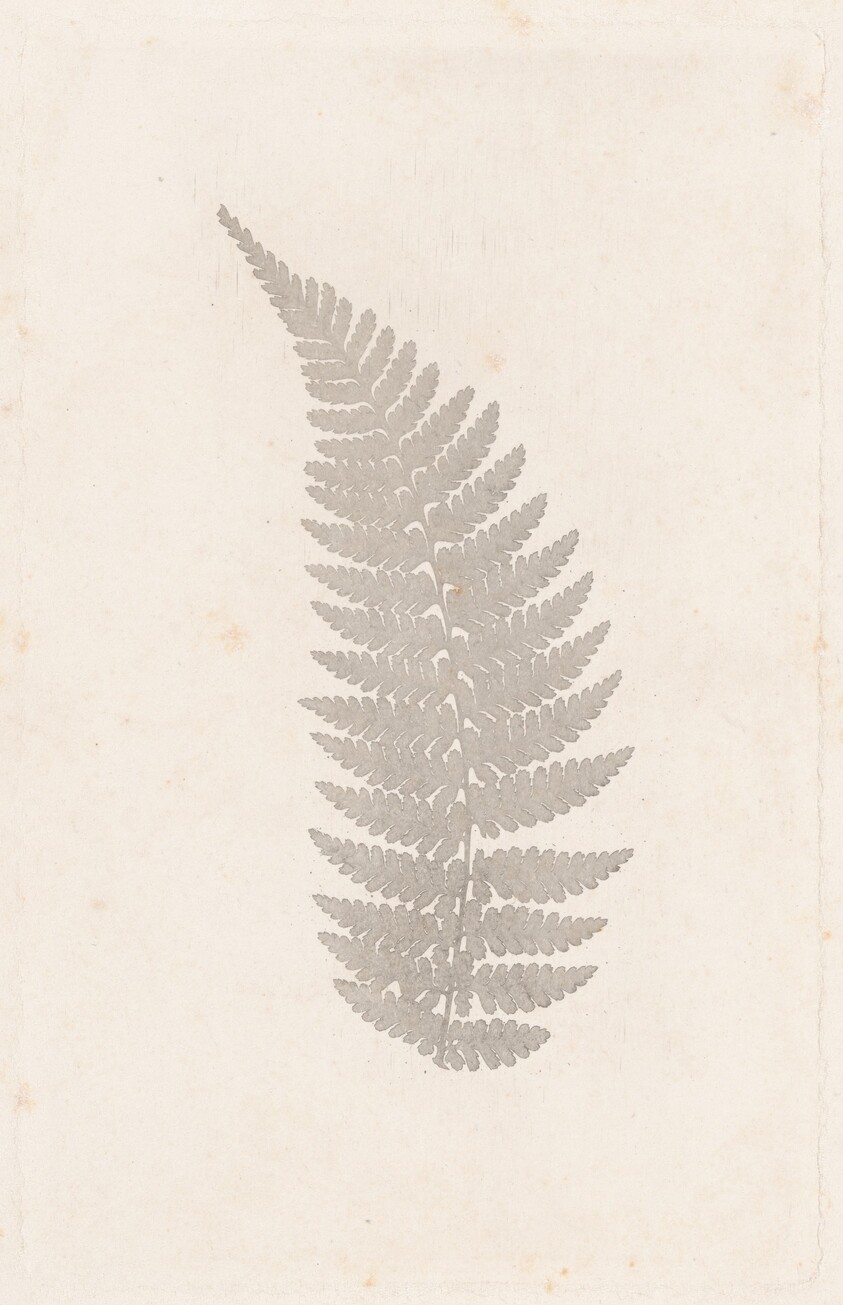 Fern
