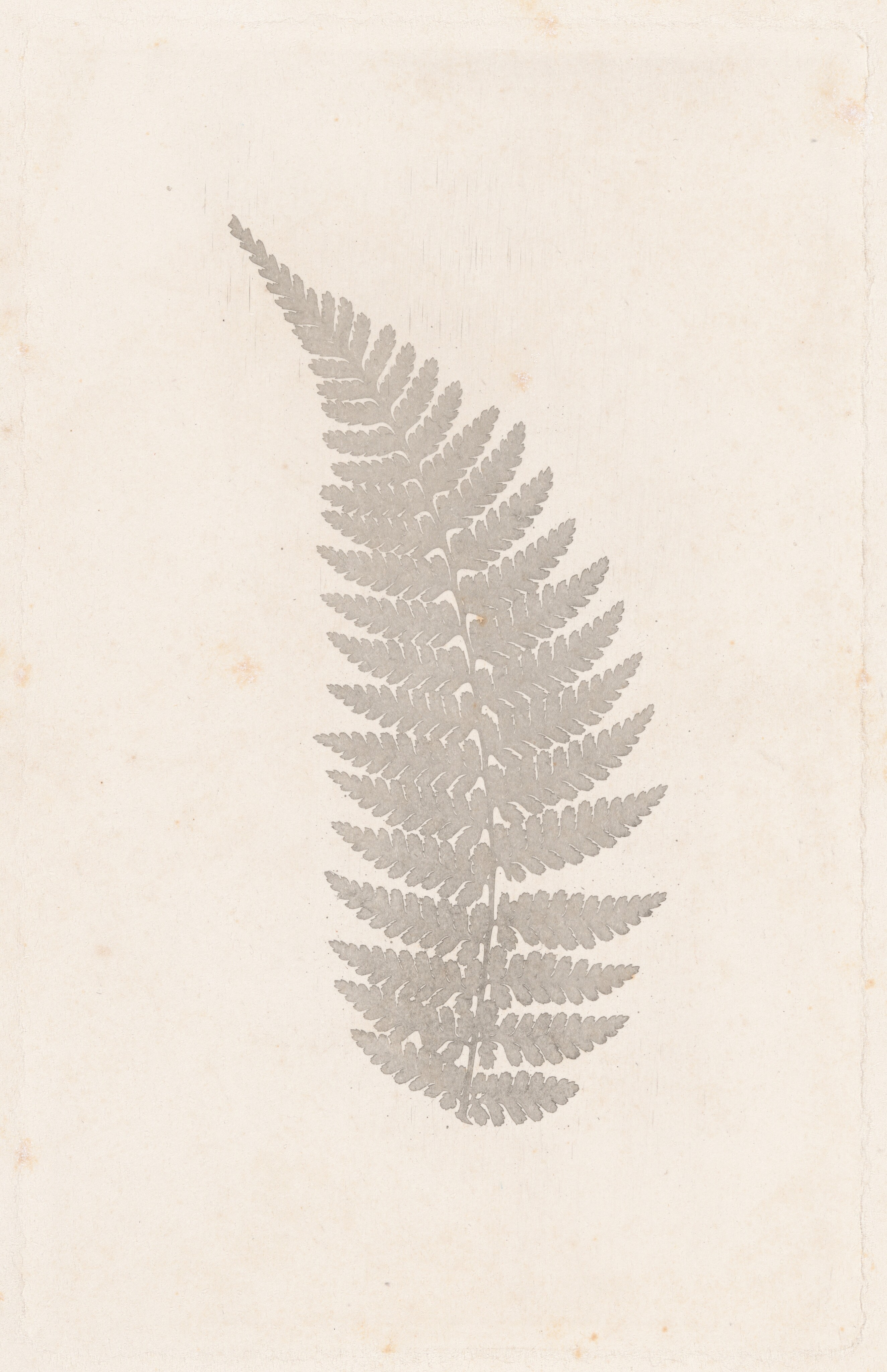 Lace by William Henry Fox Talbot