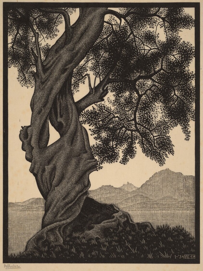 Old Olive Tree, Corsica