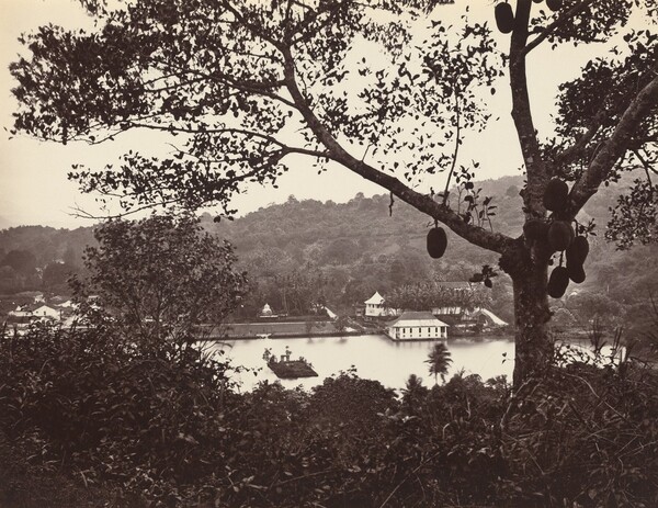 A Peep from Upper Lake Road showing Temple and Island with Park -- fruit tree in foreground
