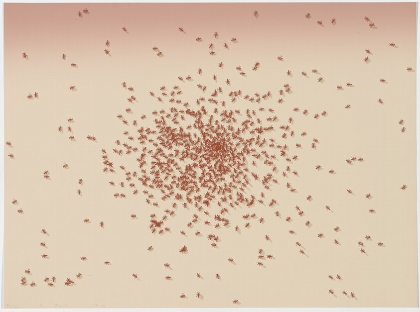 Swarm of Red Ants from Insects