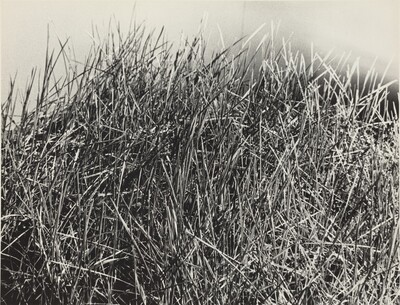 Grass Cube